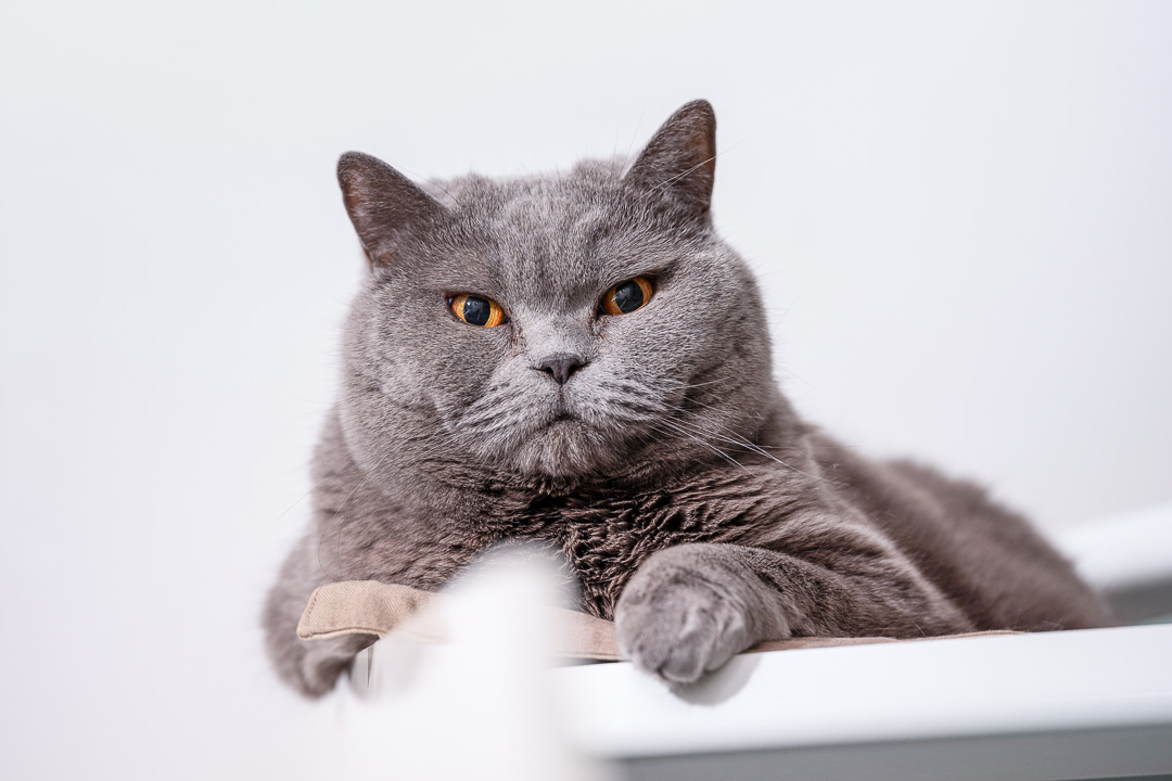 https://hungryformore.be/app/uploads/2024/12/kommilfoo-antwerp-gracie-the-cat.jpg