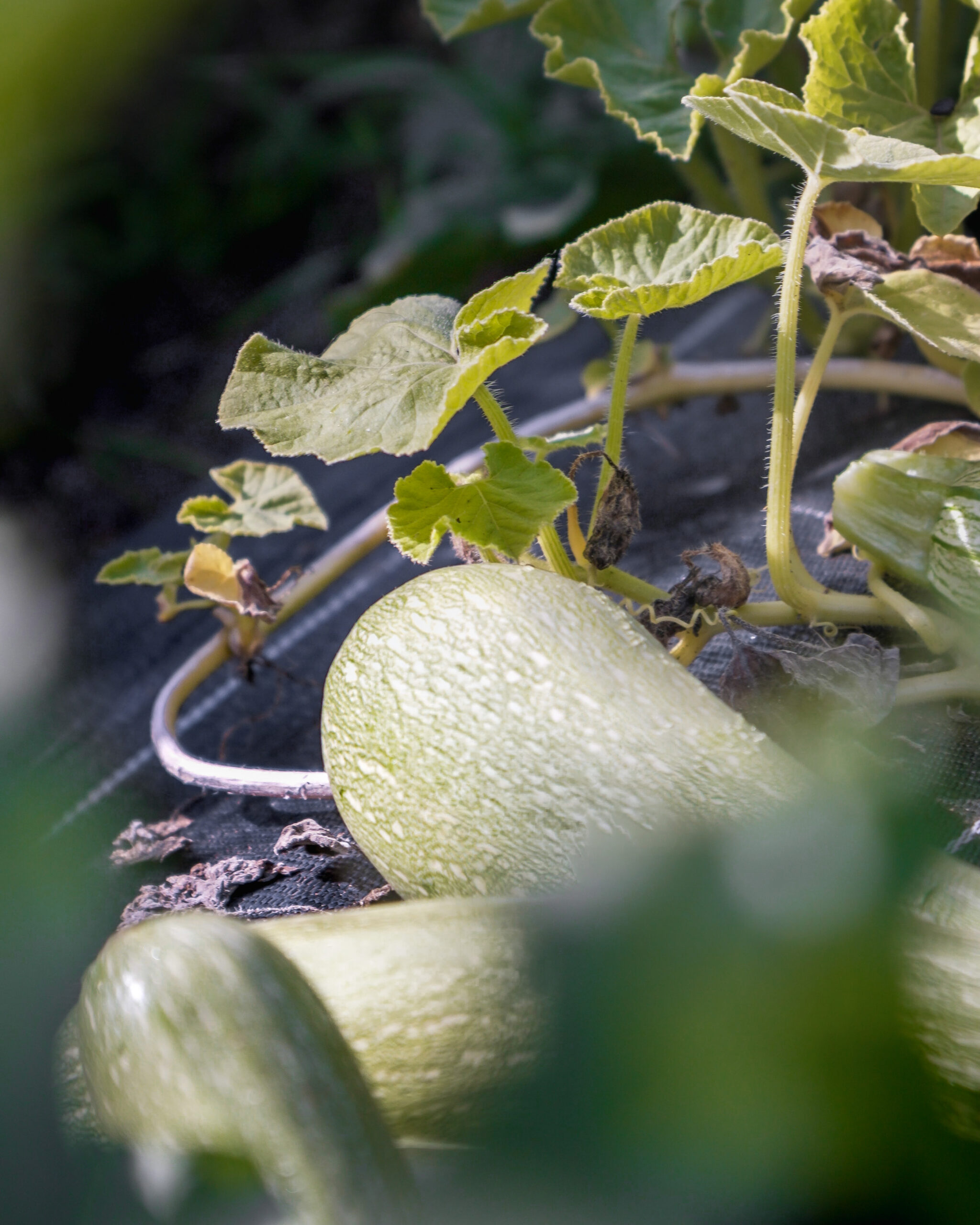 https://hungryformore.be/app/uploads/2026/09/le-relais-dorti-sainte-ode-garden-courgette-scaled.jpg