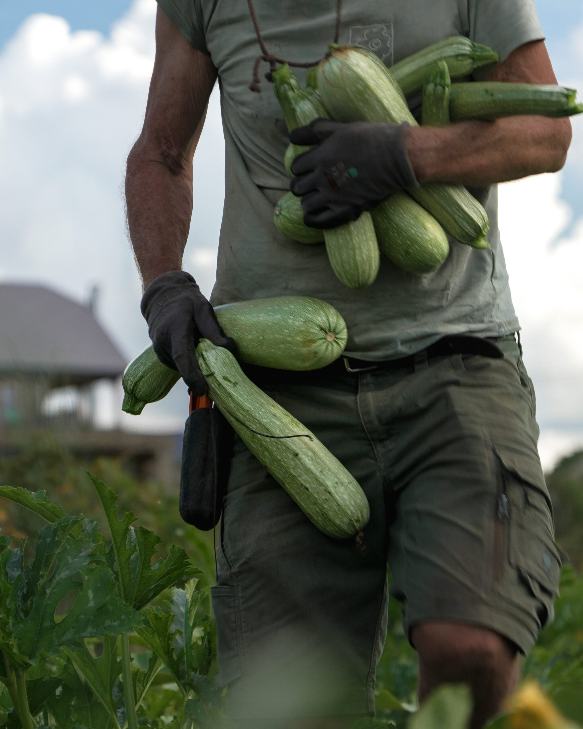 https://hungryformore.be/app/uploads/2026/09/le-relais-dorti-sainte-ode-harvested-courgettes-scaled.jpg